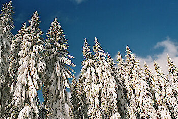 Winterzauber im Bayerischen Wald - Familienurlaub auf dem Bauernhof